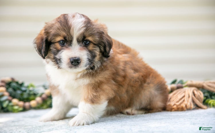 Mini Aussiedoodle dogs - Advert 21