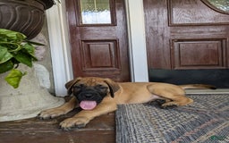 English Mastiff dogs for sale: Buck - Image 3