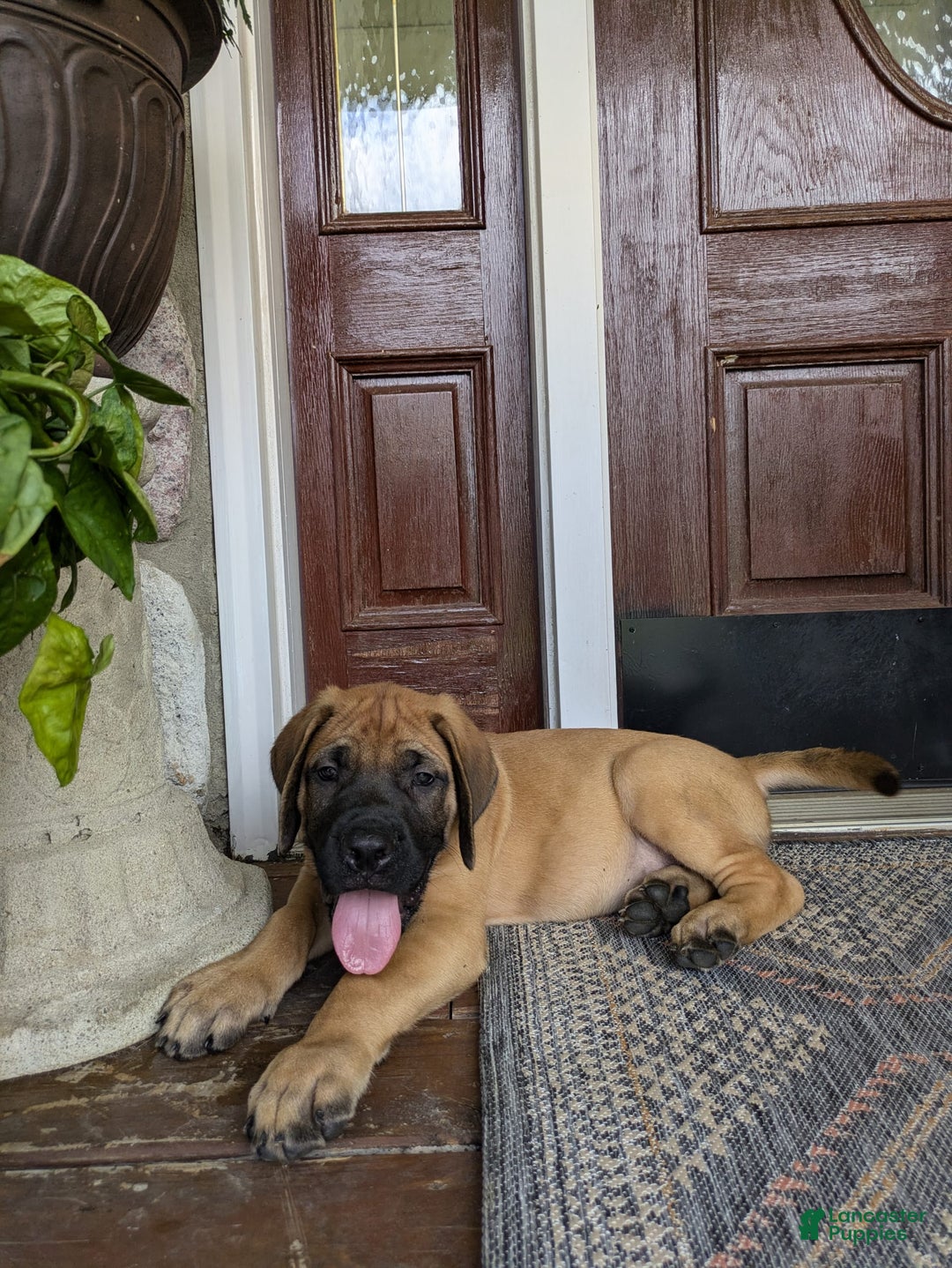 English Mastiff dogs for sale: Buck - Image 3