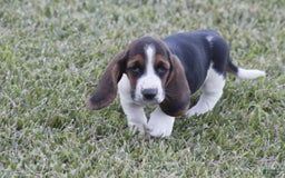 Basset Hound dogs for sale: Deb - Image 10
