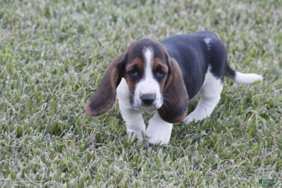 Basset Hound dogs for sale: Deb - Image 10