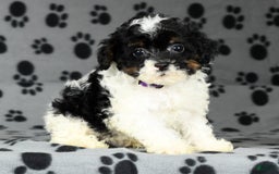 Miniature Poodle dogs for sale: Maverick - Image 6
