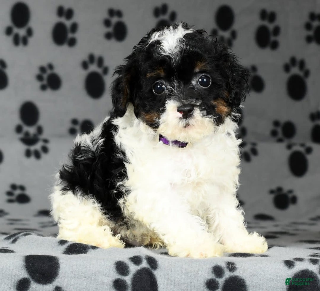 Miniature Poodle dogs for sale: Maverick - Image 6