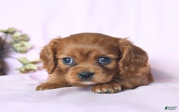 Cavalier King Charles Spaniel dogs for sale: Joy - Image 2