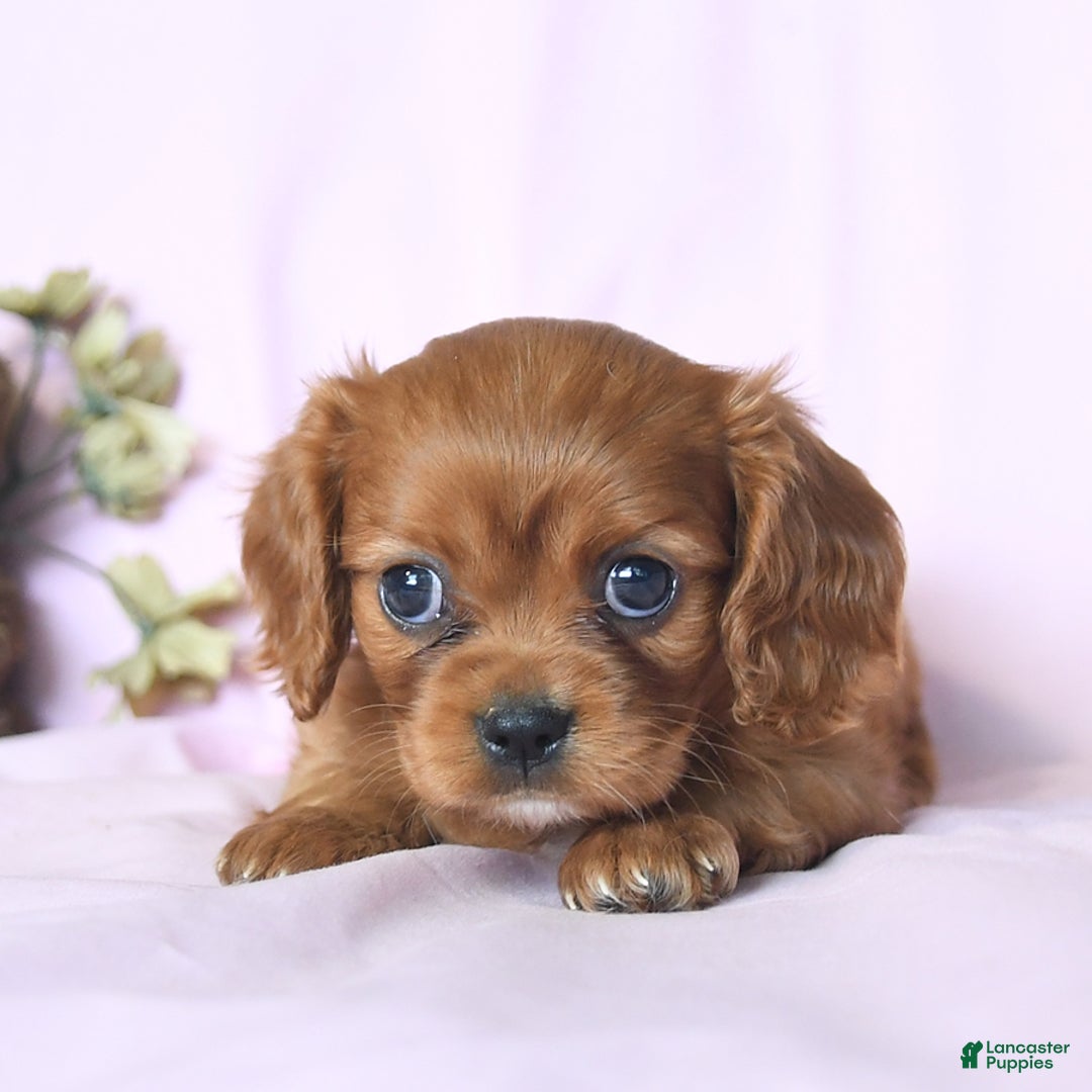 Cavalier King Charles Spaniel dogs for sale: Joy - Image 2