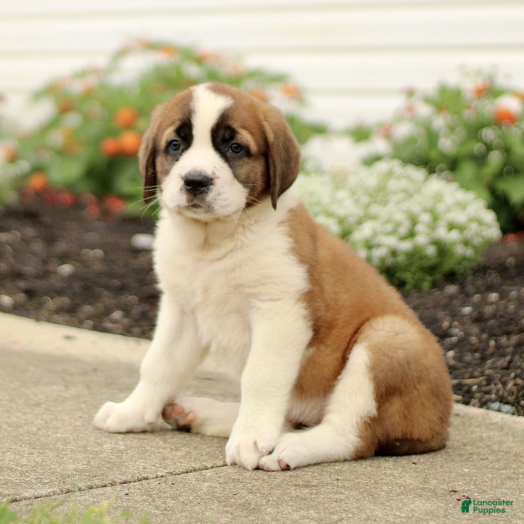 Saint Bernard dogs for sale: Caddie - Image 1