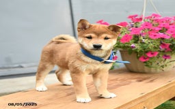 Shiba Inu dogs for sale: Ray - Image 2