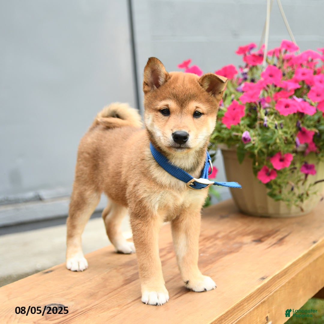 Shiba Inu dogs for sale: Ray - Image 2