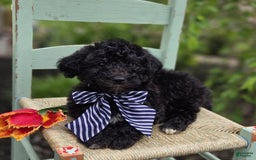  dogs for sale: Donald - Image 4
