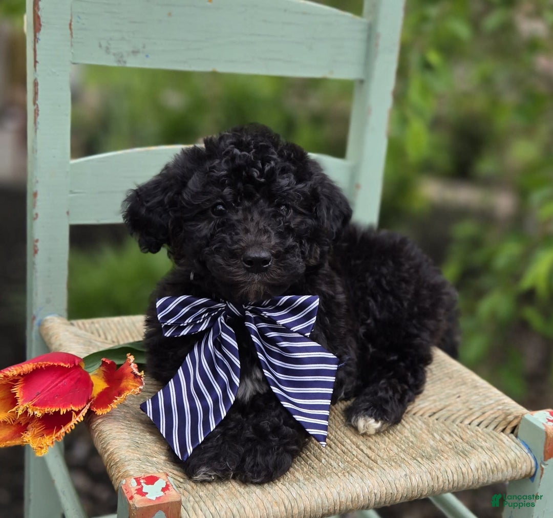  dogs for sale: Donald - Image 4