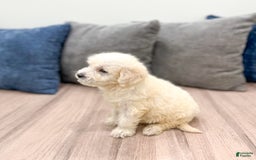 Mini Goldendoodle dogs for sale: Benny - Image 1