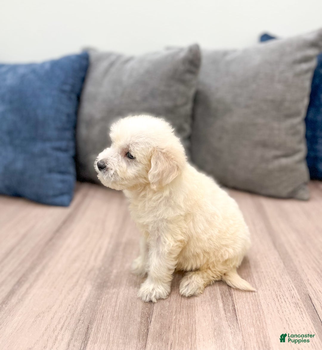 Mini Goldendoodle dogs for sale: Benny - Image 1