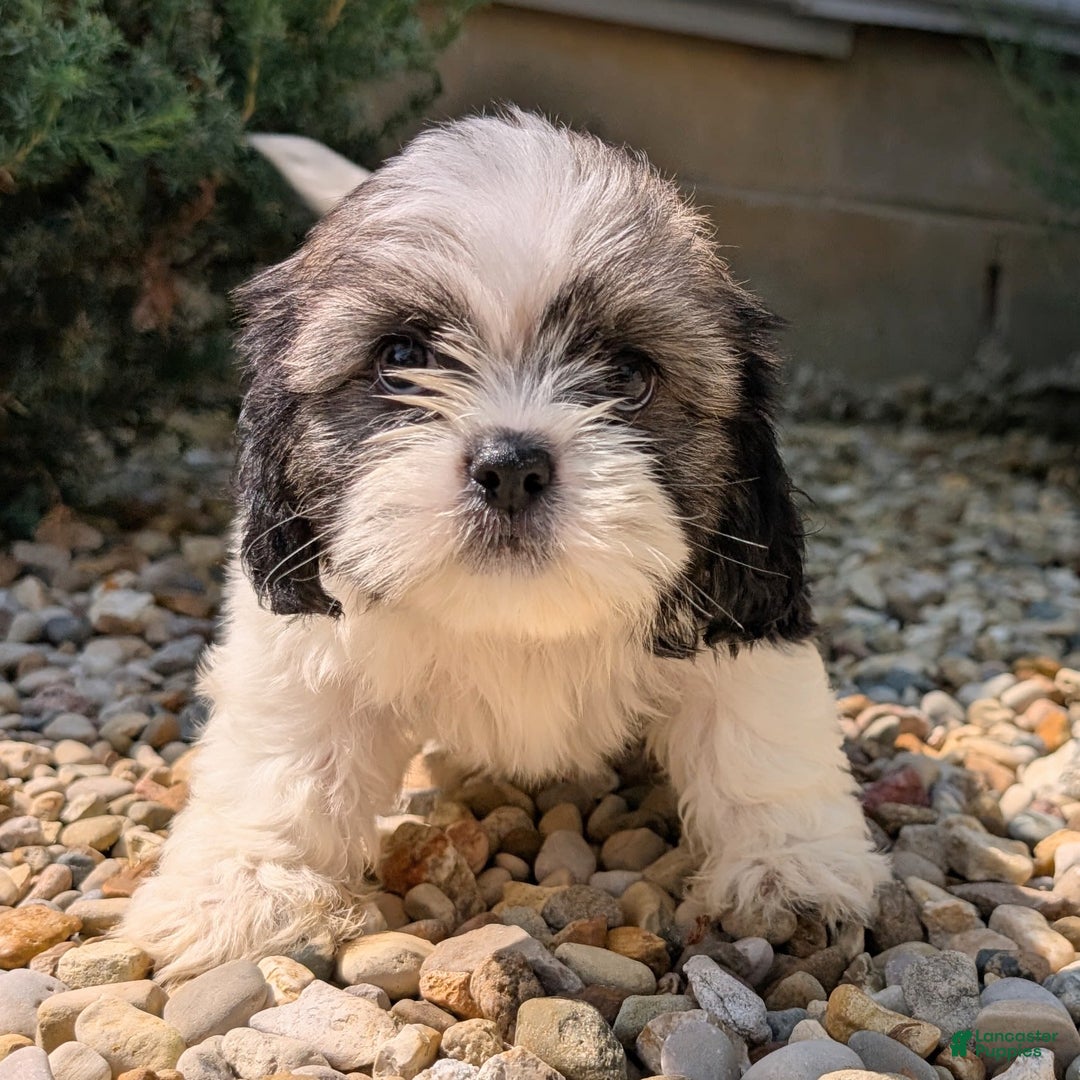 Lhasa Apso dogs for sale: Kodiak - Image 9