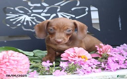 Miniature Dachshund dogs for sale: Gracie - Image 1