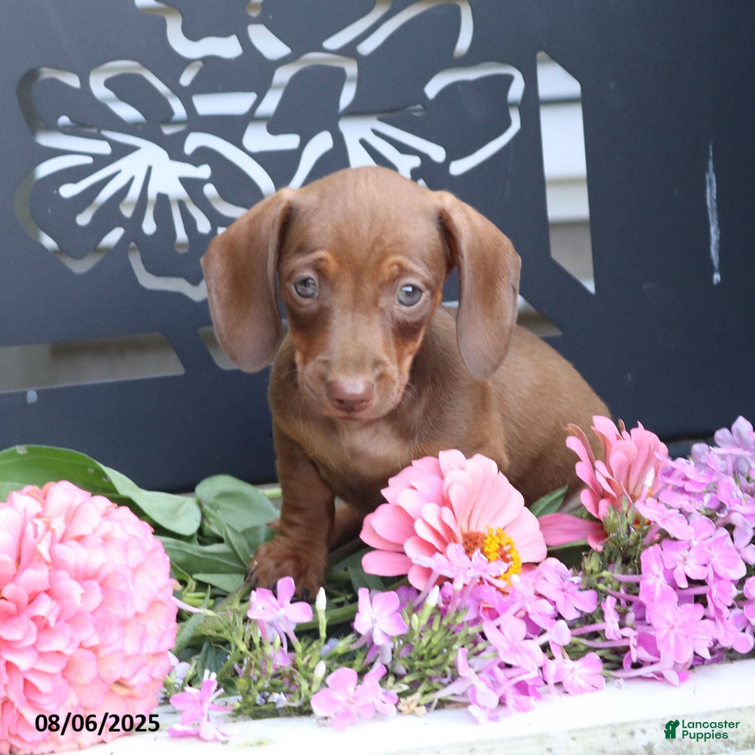 Miniature Dachshund dogs for sale: Gracie - Image 1