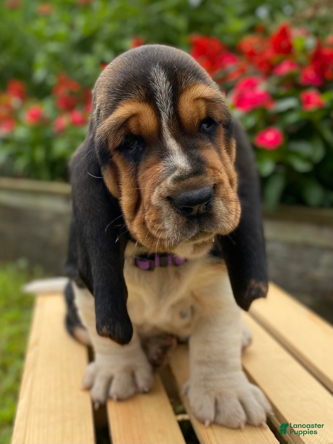 Basset Hound dogs for sale: Sadie - Image 3