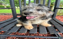 Mini Aussiedoodle dogs for sale: Tulip - Image 14