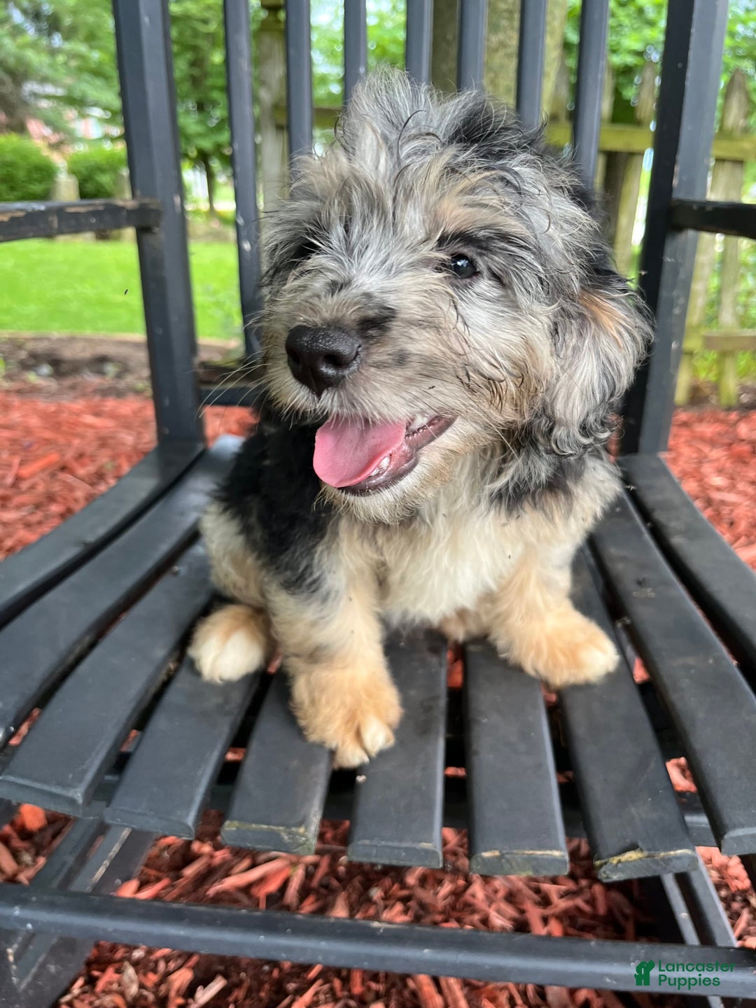 Mini Aussiedoodle dogs for sale: Tulip - Image 14