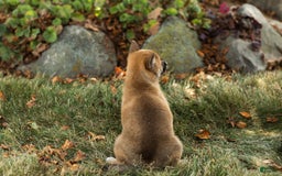 Shiba Inu dogs for sale: Jacquline - Image 5