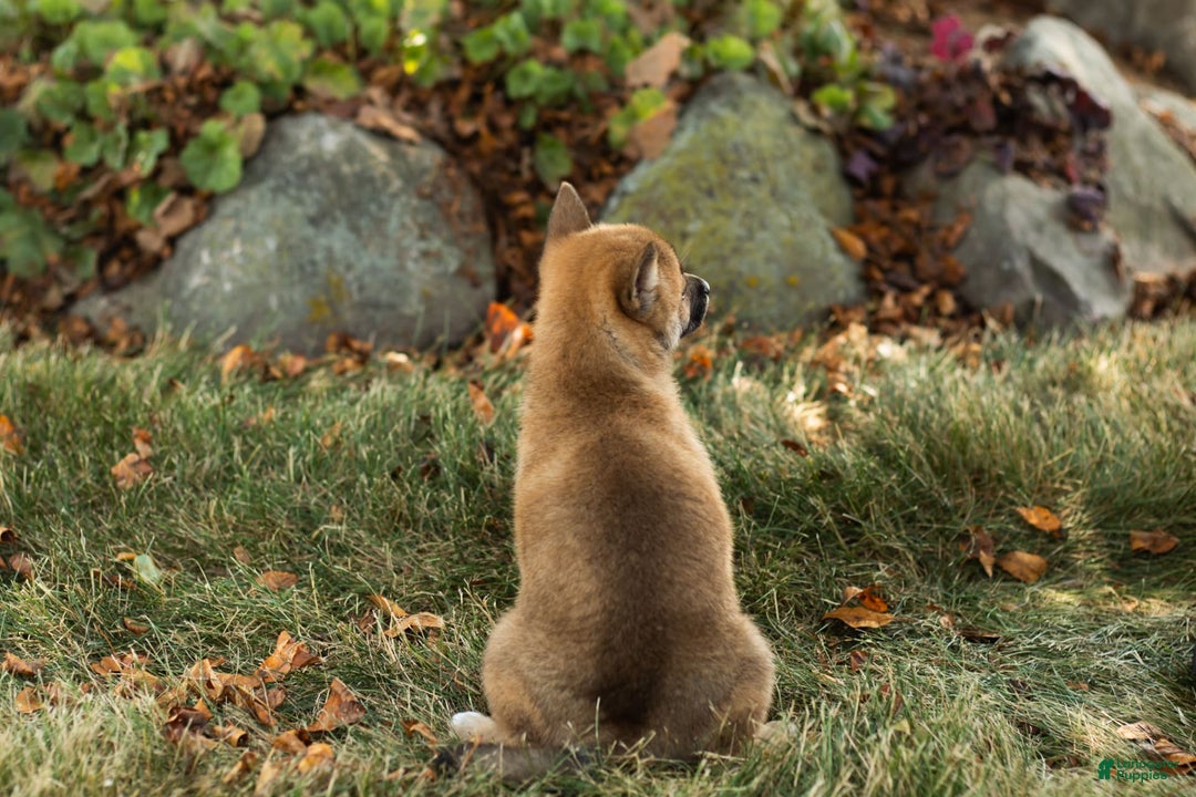 Shiba Inu dogs for sale: Jacquline - Image 5