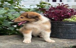 Collie dogs for sale: Aster - Image 5