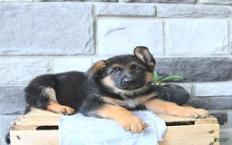 German Shepherd dogs for sale: Zane - Image 5