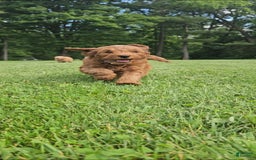 Miniature Poodle dogs for sale: Milo - Image 1