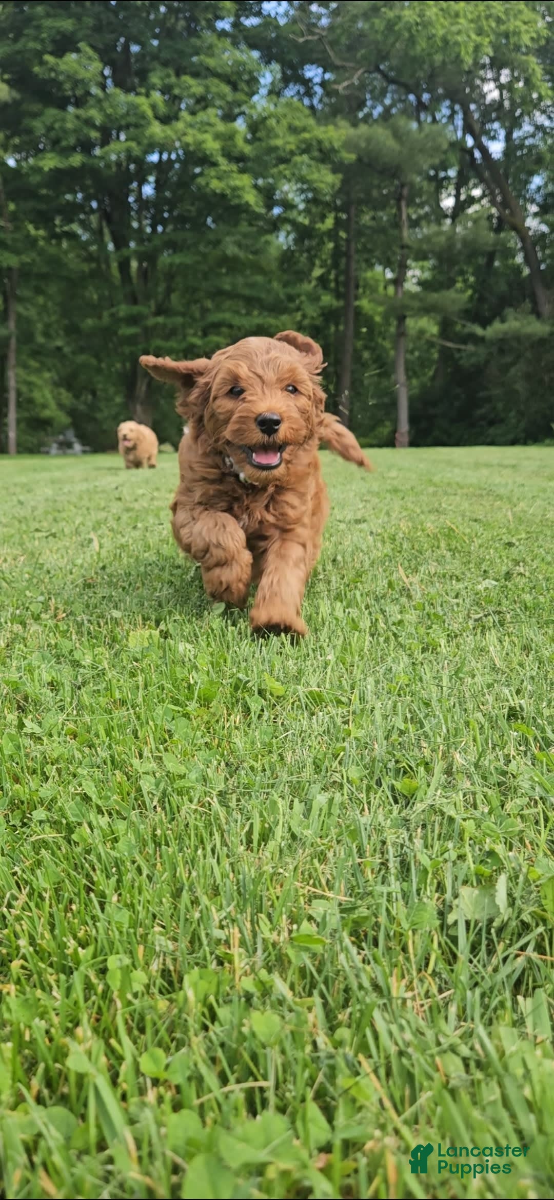 Miniature Poodle dogs for sale: Milo - Image 1