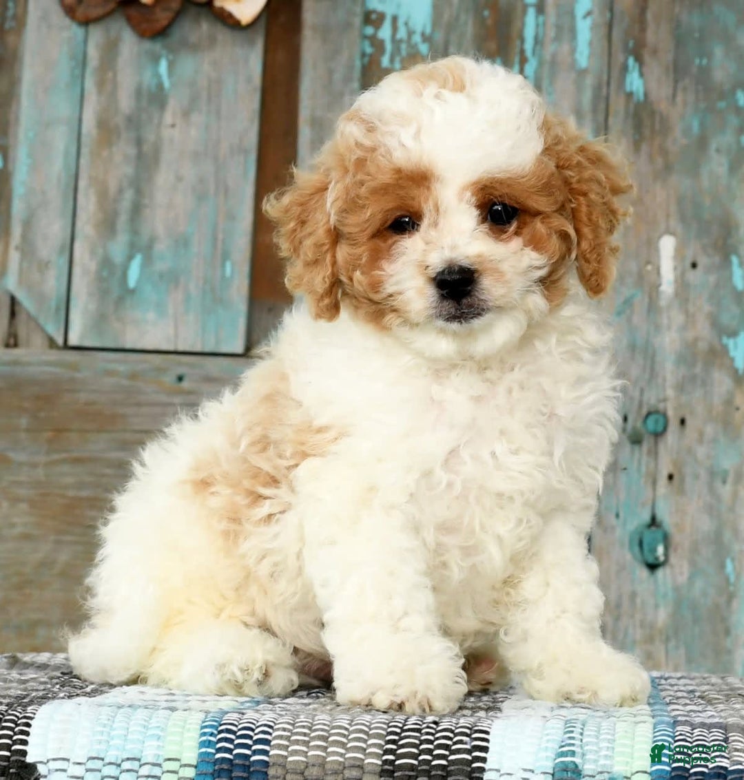Cavapoo dogs for sale: Merf - Image 3
