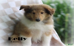 categoriesInfo:categoryAttributeOptions.pets.dogs.breed.roughCollie dogs for sale: Kelly - Image 6