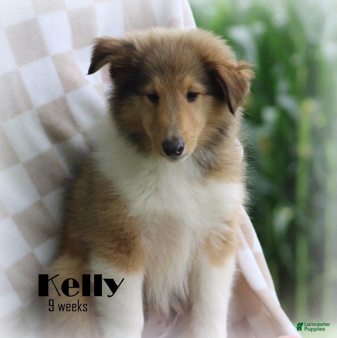 categoriesInfo:categoryAttributeOptions.pets.dogs.breed.roughCollie dogs for sale: Kelly - Image 6