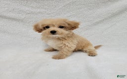 Maltipoo dogs for sale: Maverick - Image 9