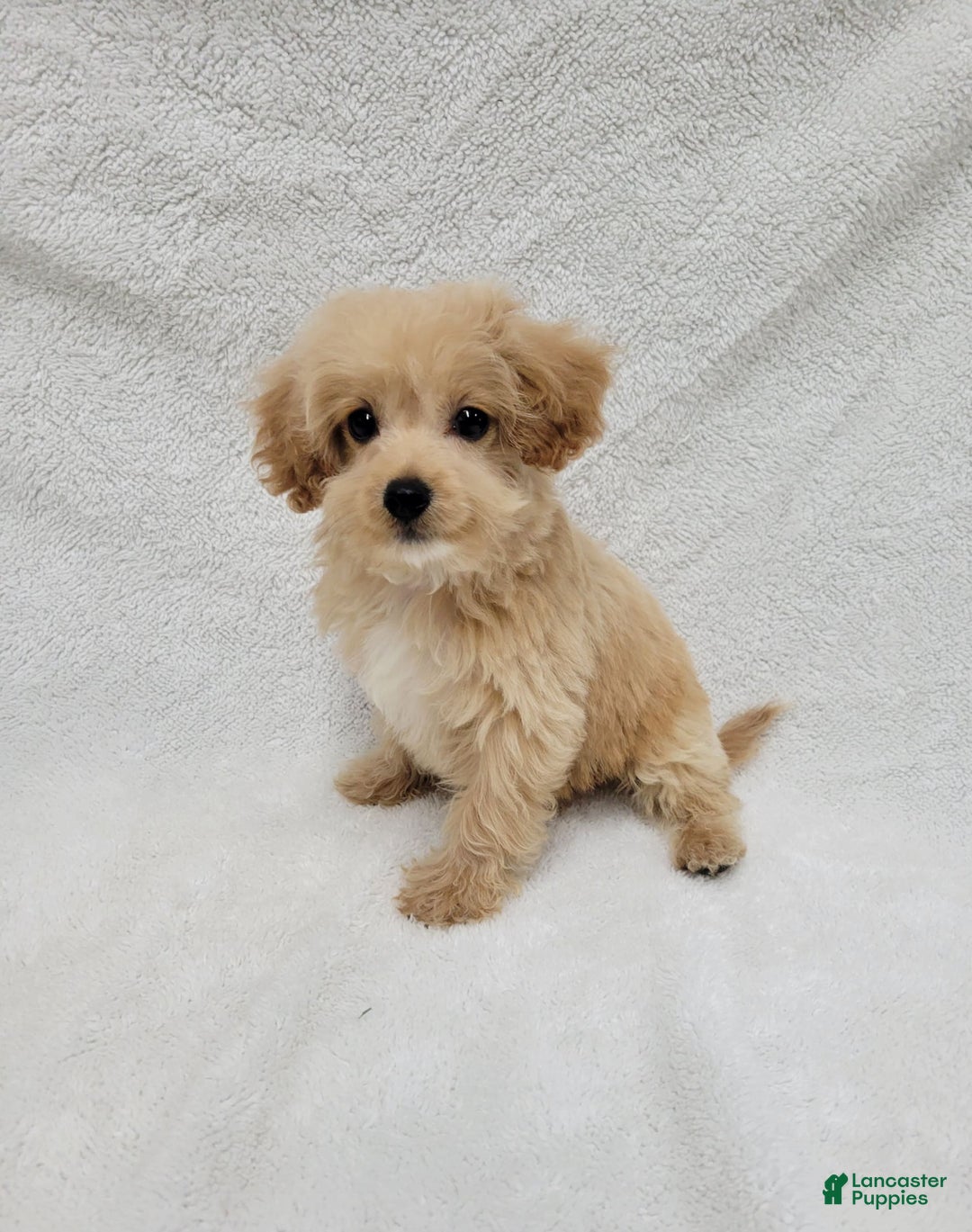 Maltipoo dogs for sale: Maverick - Image 9