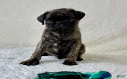 Pug dogs for sale: Pugsley - Image 5