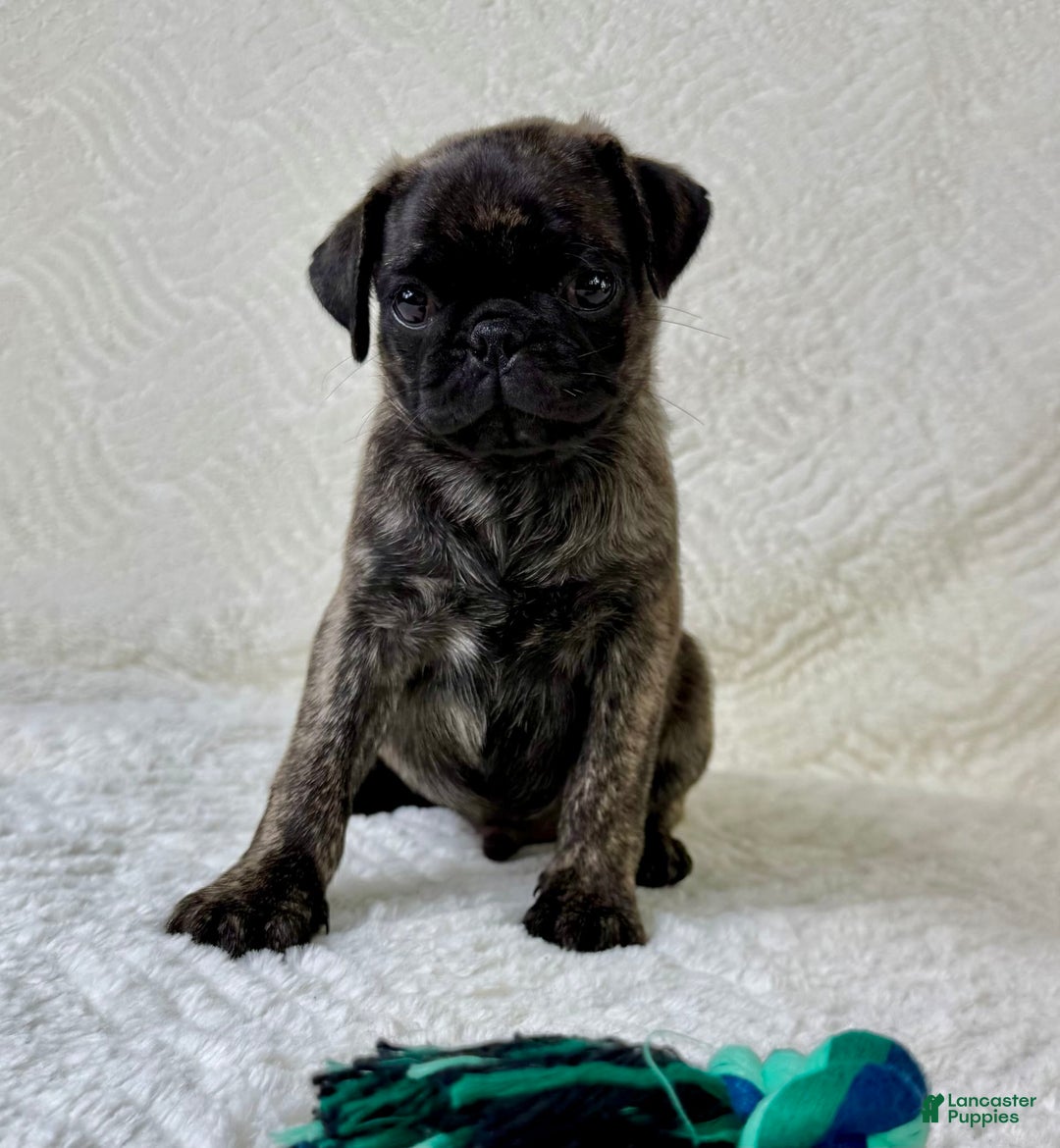 Pug dogs for sale: Pugsley - Image 5