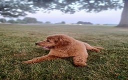 Mini Goldendoodle dogs for sale: Milo F1b - Image 36