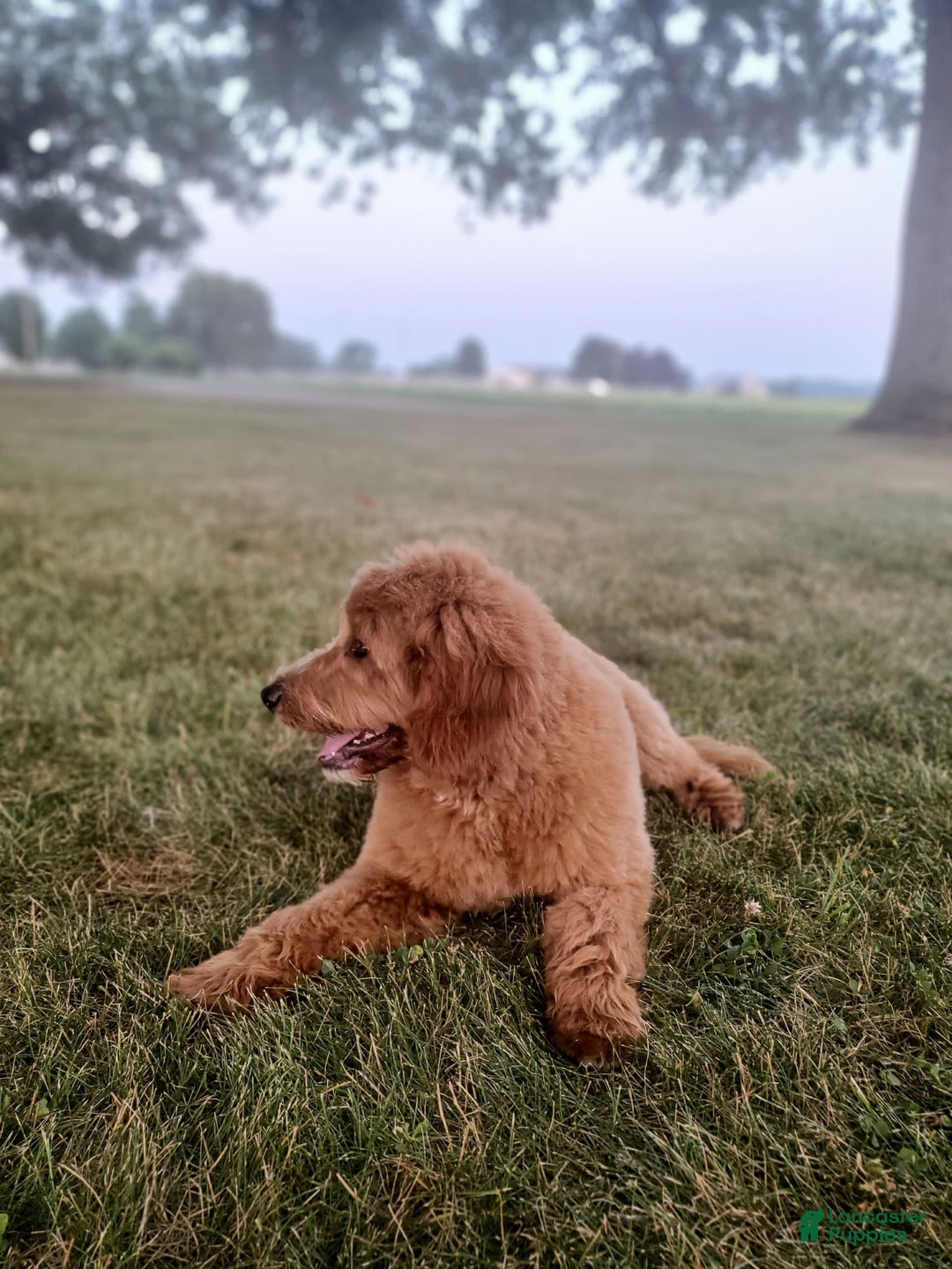 Mini Goldendoodle dogs for sale: Milo F1b - Image 36