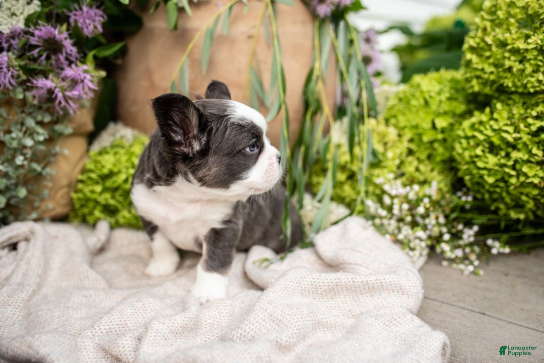 French Bulldog dogs for sale: Ace - Image 7