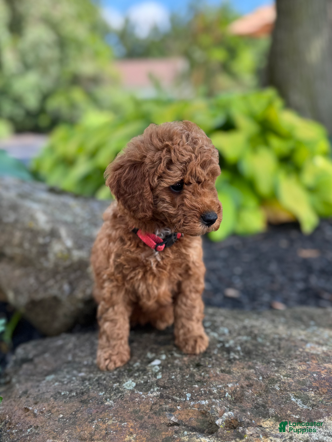 Mini Goldendoodle dogs for sale: Isla - Image 4