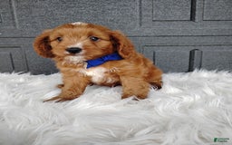 Cavapoo dogs for sale: Prince - Image 1