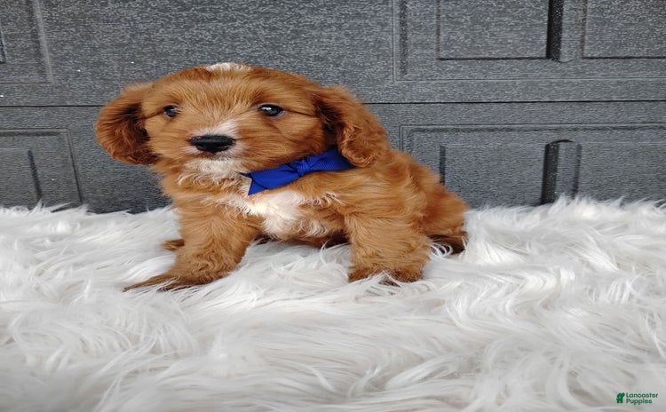 Cavapoo dogs for sale - Ad 1