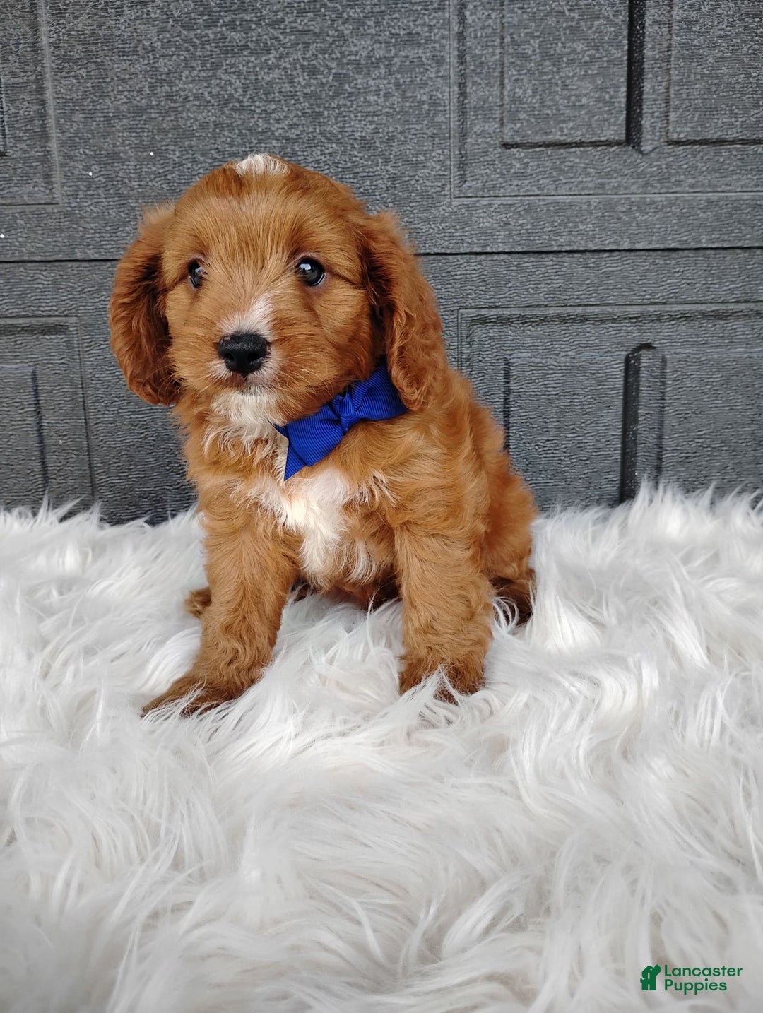 Cavapoo dogs for sale: Prince - Image 1