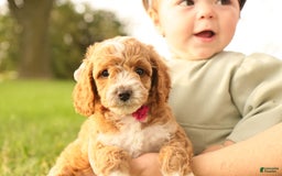 Mini Goldendoodle dogs for sale: Lily - Image 8