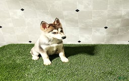 Siberian Husky dogs for sale: Lady - Image 3
