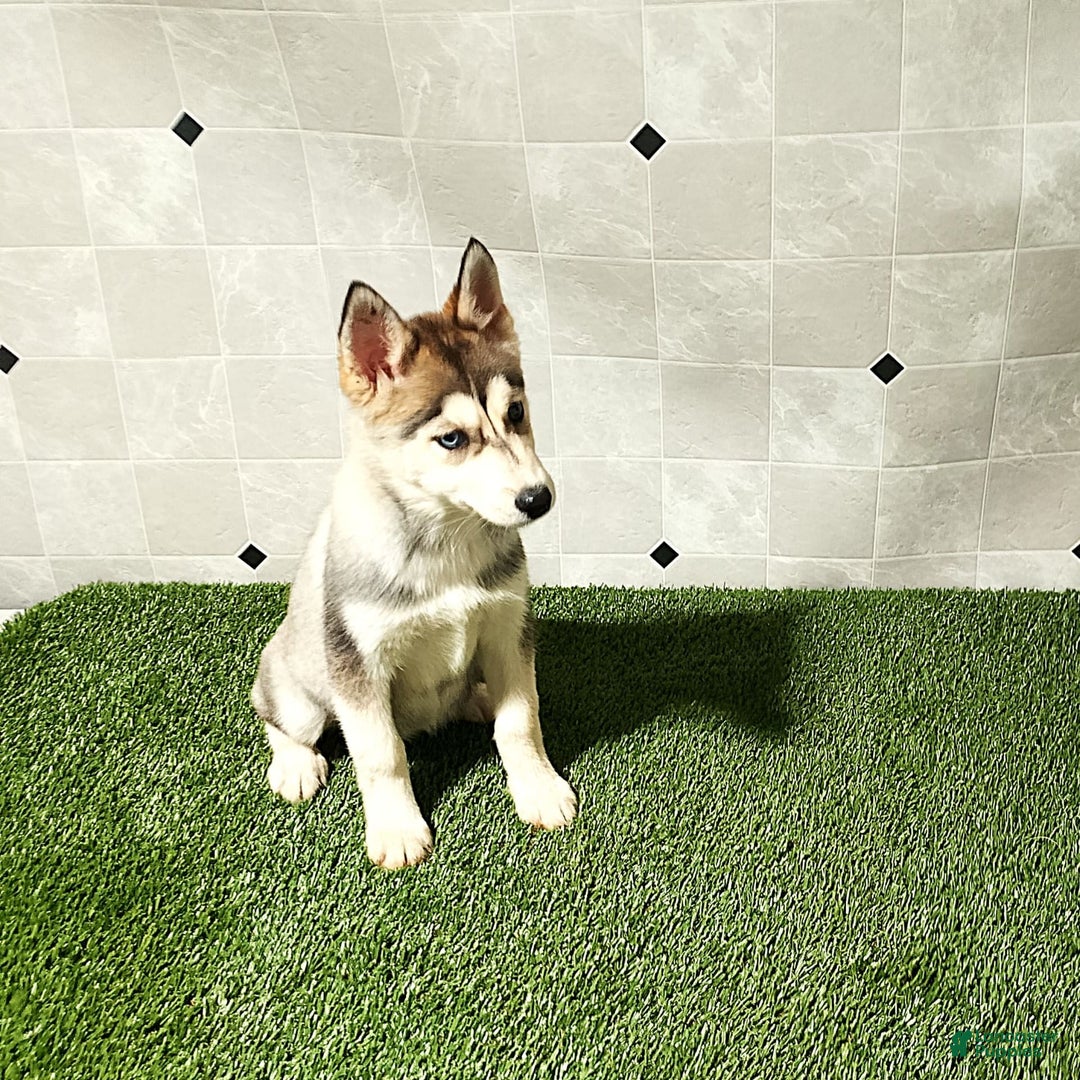 Siberian Husky dogs for sale: Lady - Image 3