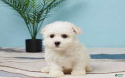 Bichon Frise dogs for sale: Marshall - Image 5