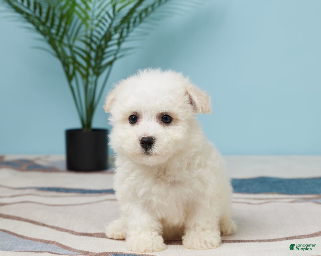 Bichon Frise dogs for sale: Marshall - Image 5