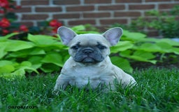French Bulldog dogs for sale: Fanny - Image 4