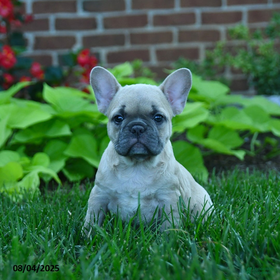 French Bulldog dogs for sale: Fanny - Image 4