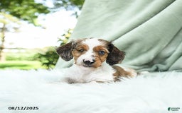 Miniature Dachshund dogs for sale: Pilot Special Needs - Image 4